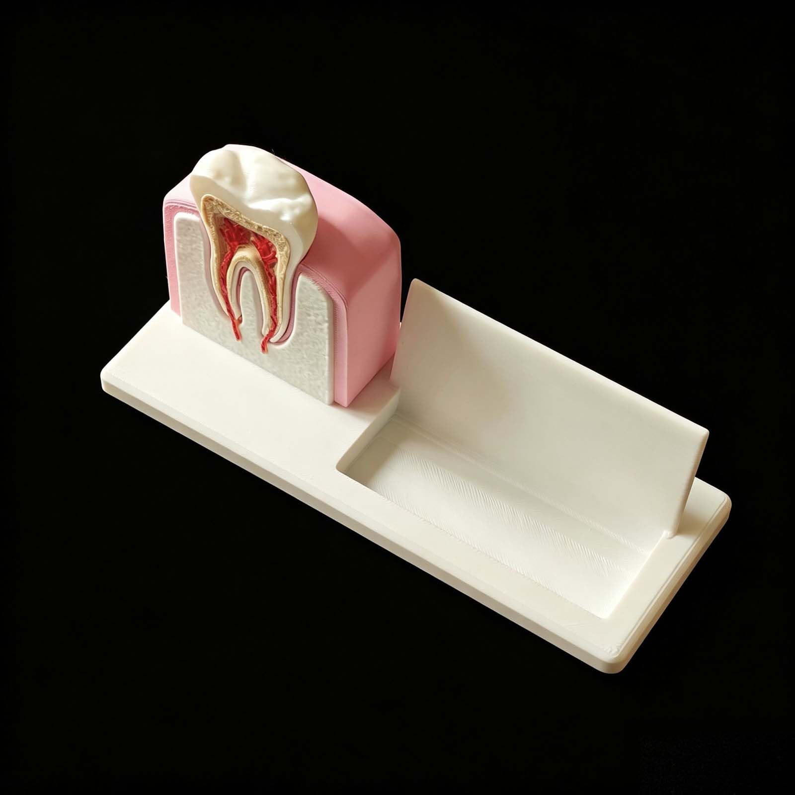 Portatarjetas de Visita de Clínica Dental Modelo de Implante Dental y Conducto Radicular para Hombres y Mujeres Soporte de Escritorio para Nombre Tarjeta Organizador de Tarjetas
