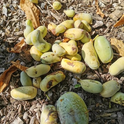 Semi di banano indiano, semi di antiche varietà acquistare semi di papaia, banana indiana, gli da frutto nani sono resistenti da balcone resistenti da frutto 8pcs