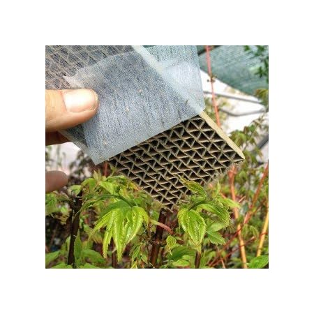 500 Stück Florfliegenlarven - Nützling u.a. gegen Blattläuse und Thrips