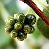 Lantana Camara Zaden, 100 Stks/zak Lantana Camara Zaden Sunshine Liever Plant in Lente Productieve Onamental Lantana…