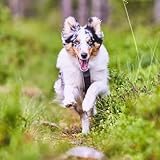 Non-stop dogwear Line Harness 5.0 |214| Führ und Alltagsgeschirr, Farbe:Schwarz, Größe:G 6