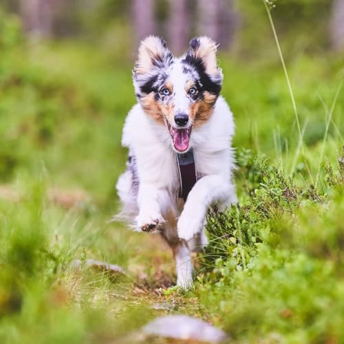 Non-stop dogwear Line Harness 5.0 |215| Führ und Alltagsgeschirr in Purple, Größe:G 5