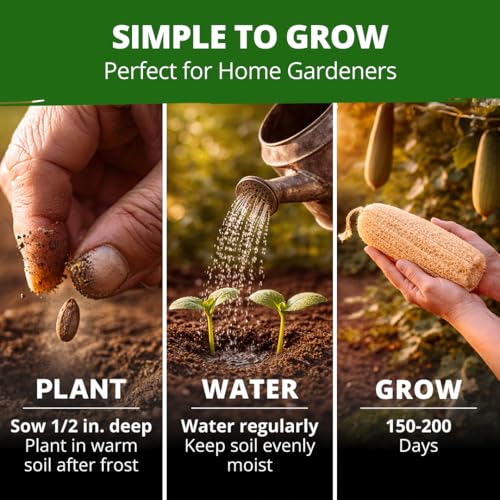 Image of HOME GROWN Luffa Seeds 40 Heirloom Non-GMO Loofah Gourd Seeds for Planting, High Germination, Grow Your Own Natural Bath Sponges, Edible Vining Vegetable Garden, Harvest Young Gourd (Luffa aegyptiaca)
