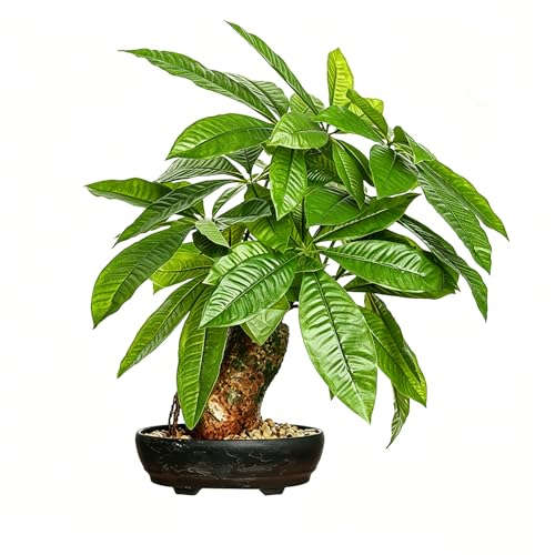 16 Inch Fake Money Tree, Artificial Bonsai Money Tree for Good Luck Fortune, Small Faux Potted Plant...