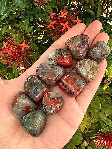 Image of GAF TREASURES 1 /2 LB African Bloodstone Tumbled Stones, Polished African Bloodstone Gemstone, African Bloodstone Healing Crystals (African Bloodstone)