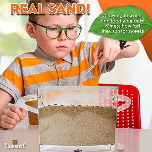 image for Tigerific Ant Farm for Live Ants - Real Sand Ant Colony Kit for Kids -