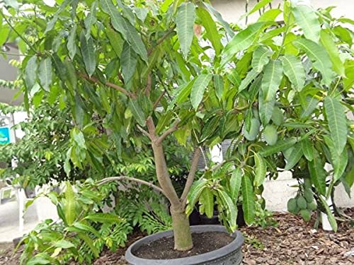 ROYAL LAND Rare dwarf Mango Live Plant Dwarf Hawaiian variety Mangifera indica 1 Healthy Live Plant Grafted (B096CGGL4Q) Amazon Price History, Amazon Price Tracker