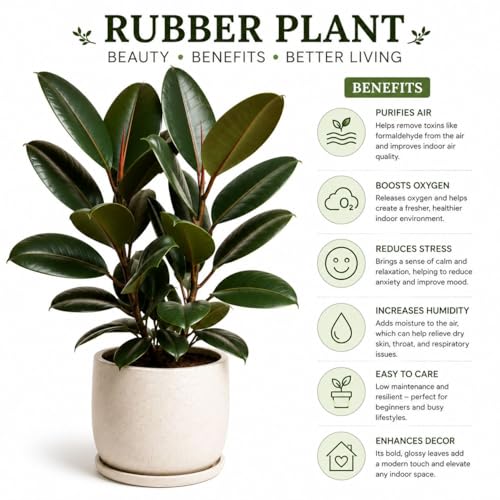 Image of Rubber Plant (Ficus Elastica) Indoor Air Purifying Plant in Pot | Large Glossy Green Leaves | Low Maintenance Decorative Houseplant for Home, Office & Balcony (PACK OF 1)