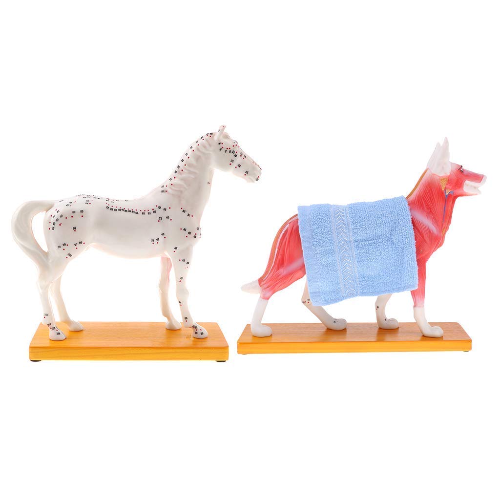Kit de Modelo de acupuntura Animal, Modelo de exhibición Educativo para Perros/Caballos para Escuela/clínica de Veterinaria