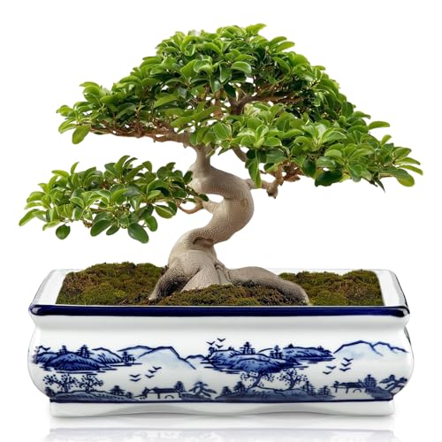 Hollyone Bonsai Topf Keramik 23cm Sukkulententöpfe mit Drainageloch Rechteckig Bonsaischale Pflanztopf für Zimmerpflanzen Dekorativ Blau und Weiß Blumentopf für Garten Drinnen Draußen Pflanze