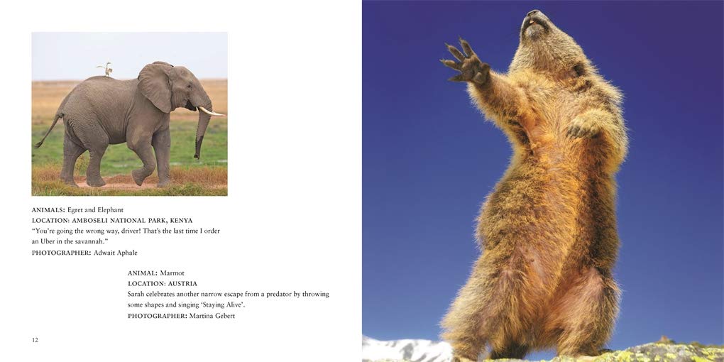 Comedy Wildlife Photography Awards Vol. 3 - Image 3