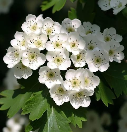 Crataegus cordata (phaenopyrum) (Washington Hawthorn, Bigfruit Hawthorn, Broad-leaved Thorn, Mountain