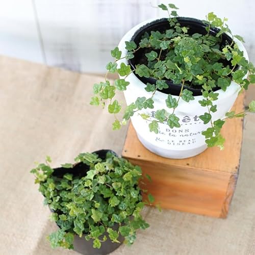 観葉植物 もみじ葉プミラ 苗 天使のいたずら 9cmポット 観葉植物 小型 小さい 室内 贈り物 プレゼント インテリア おしゃれ
