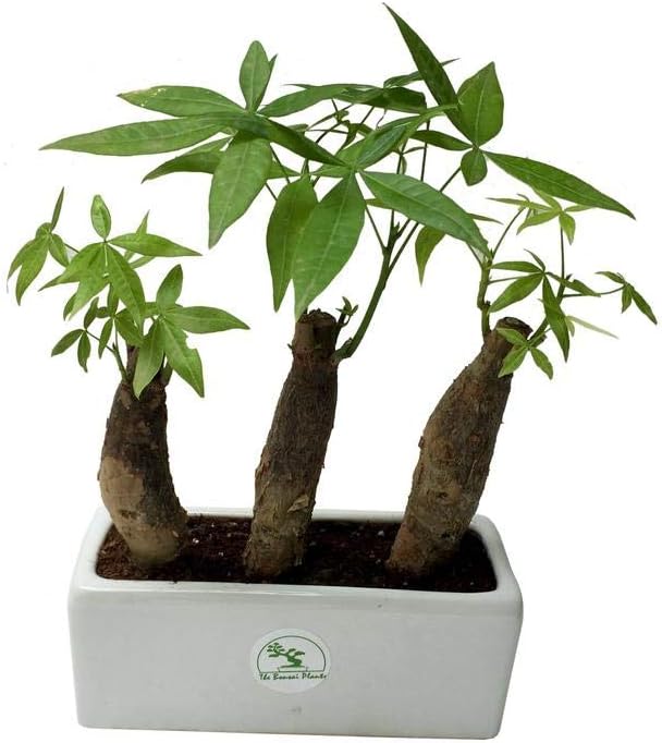 The Bonsai Plants 3 In 1 Pachira Money Tree Plant With White Ceramic Pot