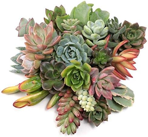 Live Succulent Cuttings 10-100 Assorted Varieties Beginners Succulents, Mini Gardens, and as Starter Plants (10)