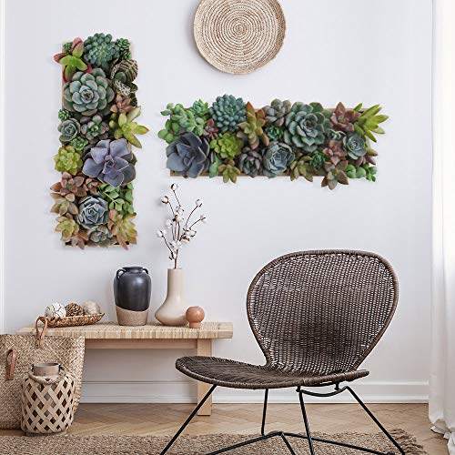 UVCD0051 Wall Stickers decals succulents flowers Wall decoration living room kitchen bedroom entrance, Model - 27