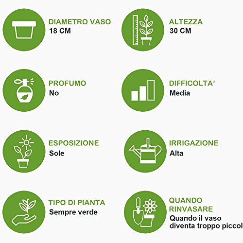 Arbusto vero da giardino da esterno LOROPETALO