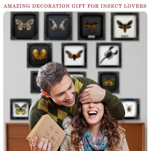 Real Death Head Moth Acherontia Black Frame Skull Butterfly Handmade Shadow Box Insect Oddity Curiosities Unique Taxidermy Collectables Tabletop Wall Art Home Decor Living Gallery Bedroom K18-01-DE