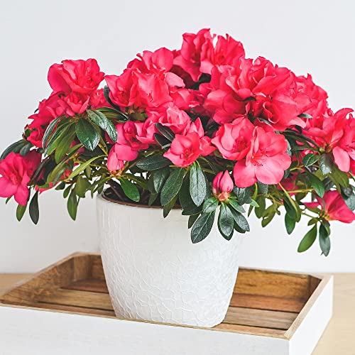 Azalea 'Dwarf Red' Outdoor Garden Flower Hardy Evergreen Compact Dwarf Azalea Shrubs for Patios, Beds & Borders Provide Spectacular Colour 1 x Red Azalea in 9cm Pot by Thompson & Morgan