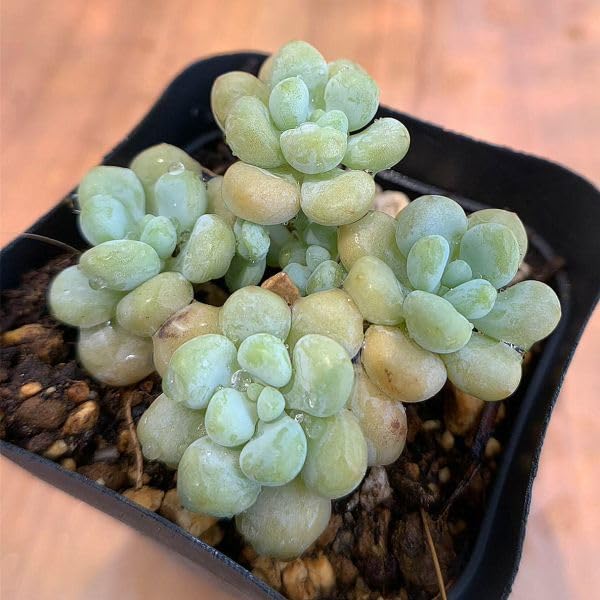 Amazon.co.jp: 農園直売 多肉植物 寄せ植え エケベリア ロココ