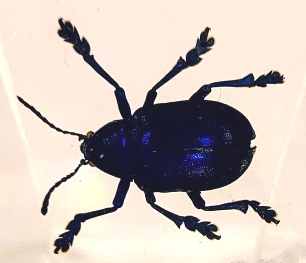 44mm Real Cobalt Blue Milkweed Beetle in Crystal Clear Lucite Resin Specimen Preserved Insect Bugs Taxidermy Crafts Collection for Biology Science Education & Desk Ornament Display Supplies