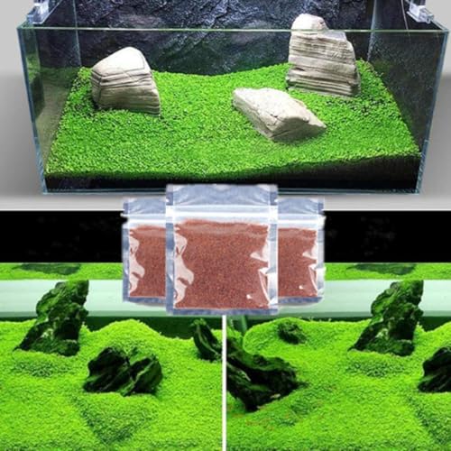 3 Pack Freshwater Aquarium Plants for Fish Tank - Dwarf Mini Leaf