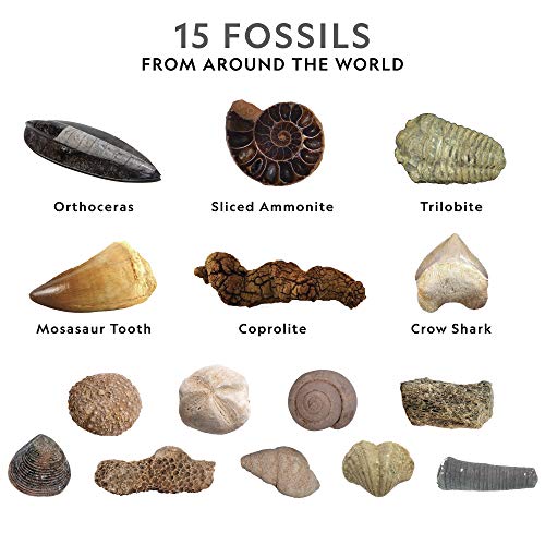 NATIONAL GEOGRAPHIC Mega Fossil Dig Kit - Excavate 15 Prehistoric Fossils Including Dinosaur Bones & Shark Teeth… - Image 4