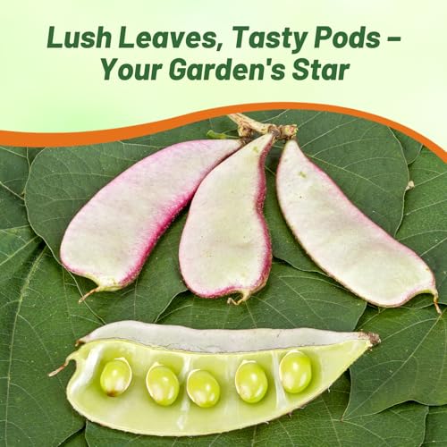 Image of Outsidepride Green Lablab Hyacinth Bean Vine Seeds - 200 Pcs Perennial, Fast Growing Vegetable Seeds for Planting with Fragrant Foliage for Garden & Edible Flower and Pods for Culinary Uses