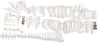 3B Scientific GmbH T300131mU Pig Skeleton, m, Disarticulated