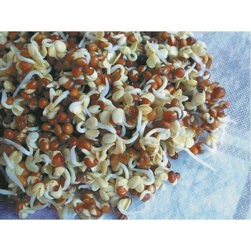 Portal Cool Reyes Semillas - brote semillas de rábano - 2000 Semillas