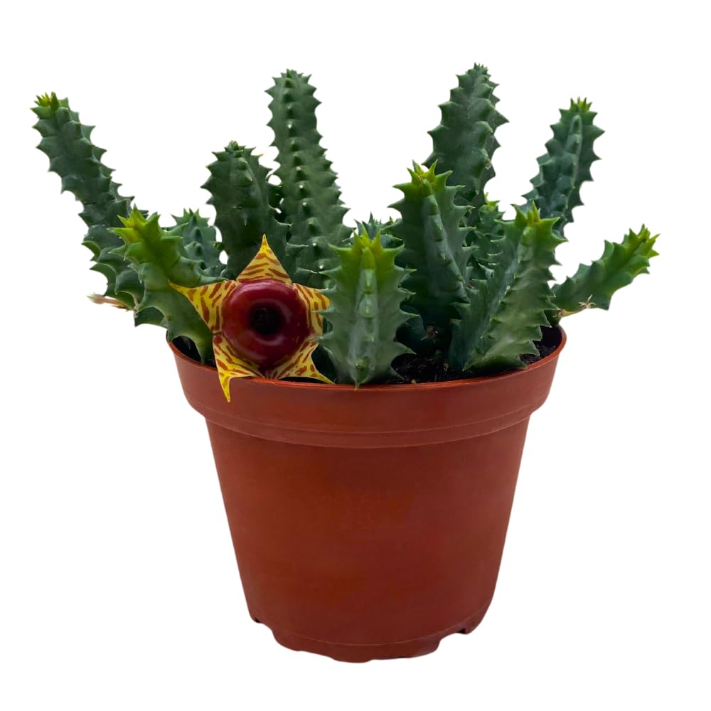 5 Best Boobie Cactus Flower | Why Your Boobie Cactus Won't Flower