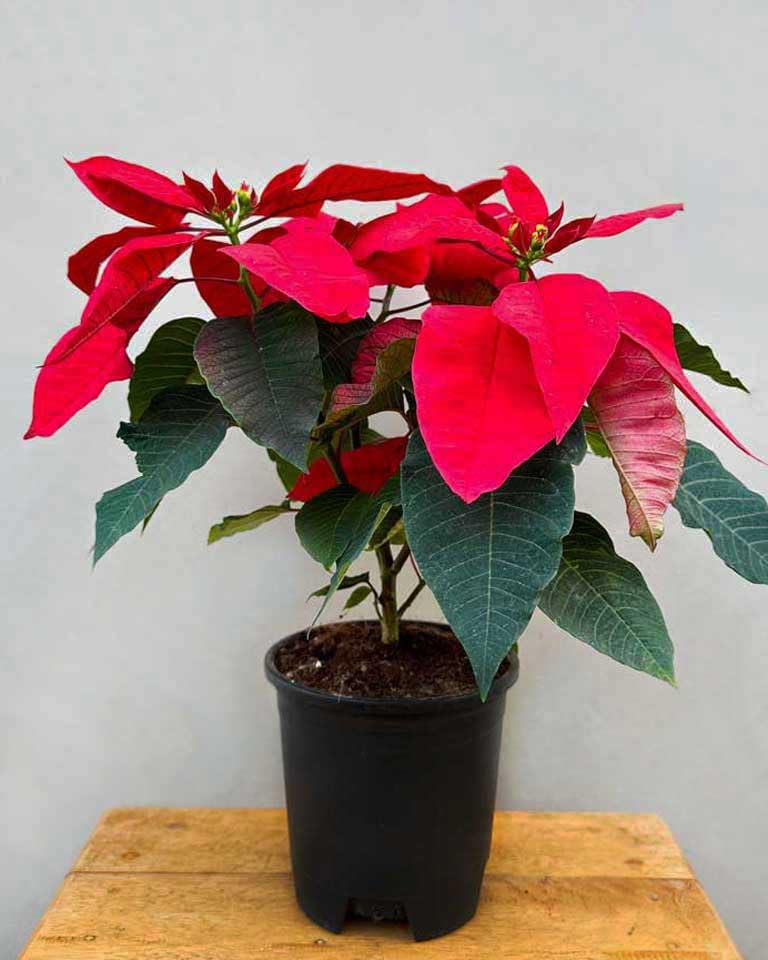 See full amazon price history chart for Poinsettia live plant with pot,live plant for poinsettia with pot (Pack of 2) Poinsettia live plant with pot,live plant for poinsettia with pot (Pack of 2) (B0CTFNFQKT) Amazon Price History, Amazon Price Tracker