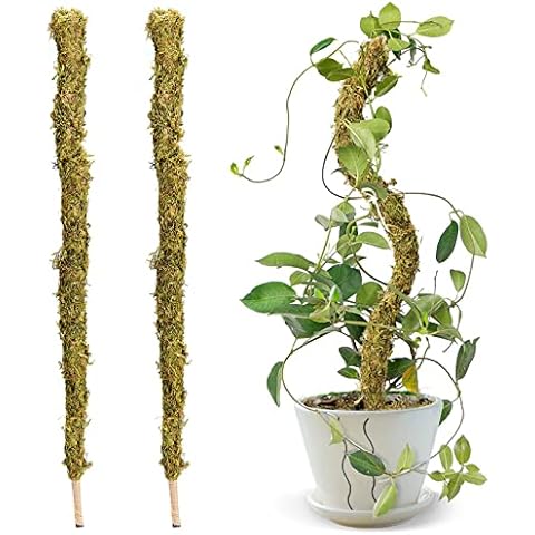 MCDSAJ 2Pcs 26in Real Moss Pole for Monstera Bendable Plant Stakes, Sphagnum Handmade Slim Forest Moss Stick, Coco Plant Support Support Extension Indoor Potted Plants to Grow Upwards, Green Cover