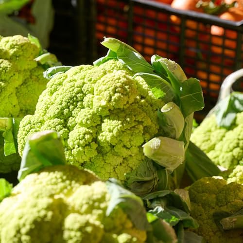 Semi di cavolfiore, semi di copertura del terreno da giardino roccioso resistenti aromatiche da giardino resistenti all'esterno balcone serra 500pcs