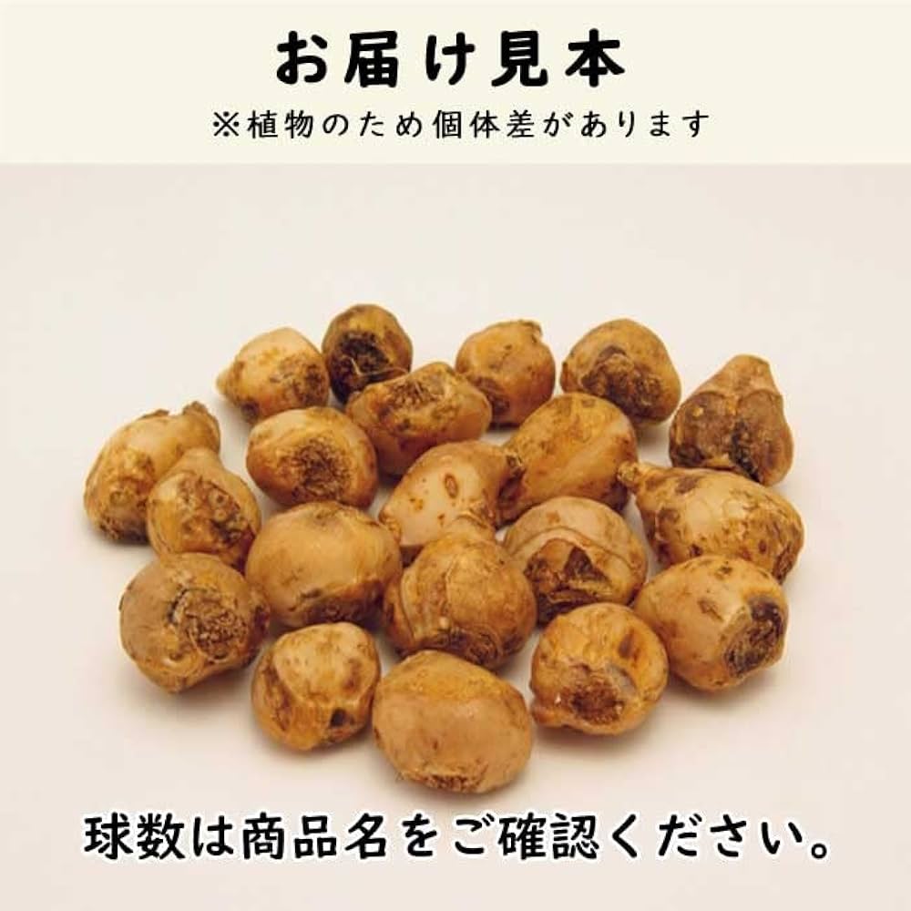 Amazon.co.jp: オーニソガラム ヌタンス 球根 5球 植えっぱなし 秋植え