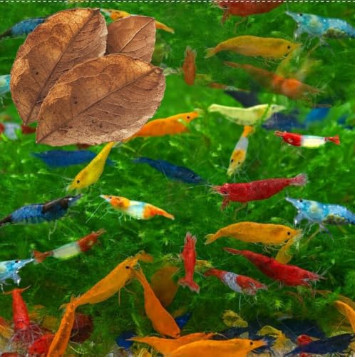 Image of Swimming Creatures Freshwater Aquarium Shrimp - A Perfect Combo to Brighten Your Aquarium! (20 Mixed + 2 Almond Leaves)