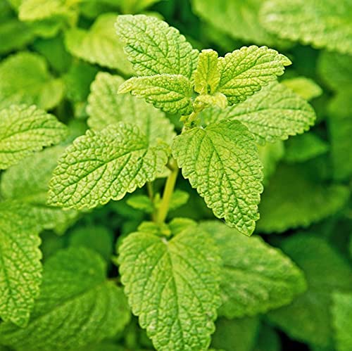 Lemon Balm Seeds -25 Count Seed Pack- A Calming Herb for Your Garden and Kitchen - Non-GMO - A Zesty herb with a Sweet, citrusy Aroma Used in a Variety of Dishes. - Image 2