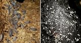 Combo Pack 20+ Live Powder Blue Isopod and Springtail Combo, Bioactive, Bugs for Terrarium, Reptile, Amphibians