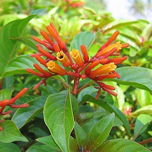 See full amazon price history chart for BHAJANLAL GREENERY "Hamelia Firebush Orange Charming Flower Live Plant with Pot BHAJANLAL GREENERY "Hamelia Firebush Orange Charming Flower Live Plant with Pot (B09G1YJWVL) Amazon Price History, Amazon Price Tracker