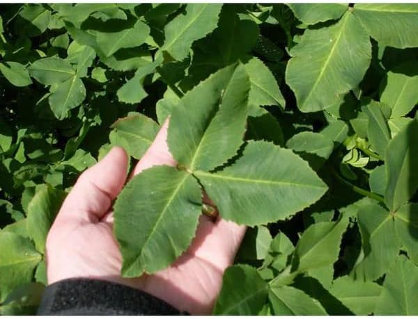 Miniatura 2 de Fijación de semillas de trébol de balansa recubiertas e inoculadas (50 libras)