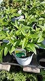 9EzTropical - Lemon Verbena - Aloysia triphylla - 1 Plants - Ship in 3' Pot