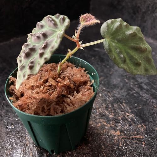 Begonia sp. "kapuas hulu" �x�S�j�A �J�v�A�X�t��