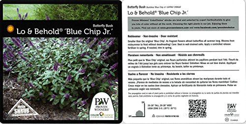 Lo & Behold 'Blue Chip Jr.' Butterfly Bush (Buddleia) Live Shrub, Blue-Purple Flowers, 4.5 In. Quart #TOP2