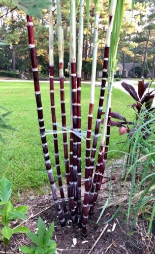 Negros Island Black sugarcane, Filipino Black sugarcane, Saccharum, ganna,Black sugar cane, akh,Healthy Live Plant Actual Plant Height .1 ft to 2 ft, (Hybrid, Pack of 1)
