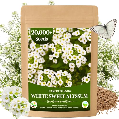 20 000+ White Sweet Alyssum Seeds for Planting - Pure White Carpet of Snow Flowers Low-Growing Lobularia Maritima for Borders Beds Containers & Pollinator Gardens