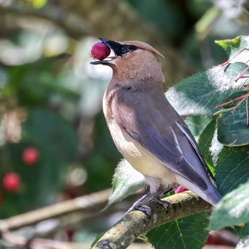 Attracting Birds with Plants in your Yard, How to Dormant Seed, Saving Squash