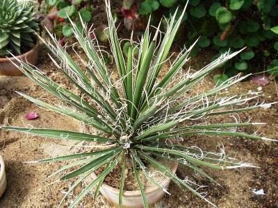 #3 ユッカフィリフェラ （Yucca Filifera） 発根済 81ユッカフィリフェラ （Yucca Filifera）2ヘッド（発根済） - メルカリ