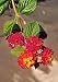 TROPICA - Common Lantana (Lantana camara) - 30 Seeds - Mediterranean