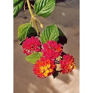 TROPICA – Lantana camara (Lantana camara) – 30 Semi – mediterraneo