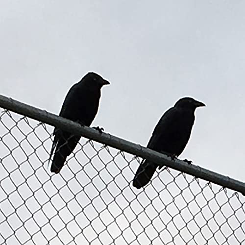 Two Crows Podcast cover art